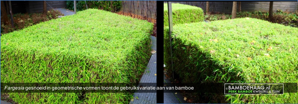 Fargesia gesnoeid in geometrische vormen toont de gebruiksvariatie aan van bamboe Fargesia gesnoeid in geometrische vormen toont de gebruiksvariatie aan van bamboe